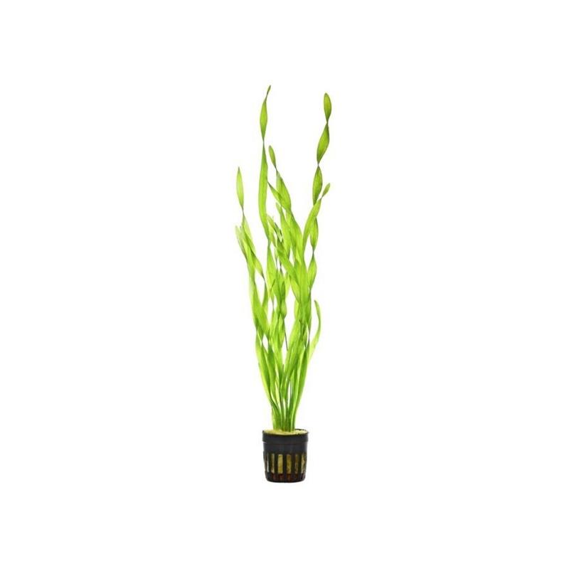 Planta acvariu Vallisneria asiatica Stoffels - imagine 4